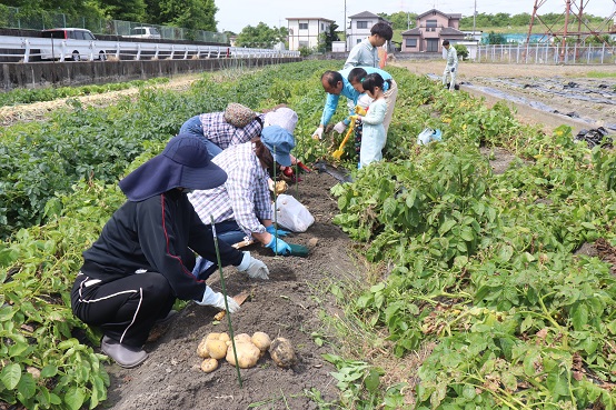牧野支店ジャガイモ収穫05.jpg