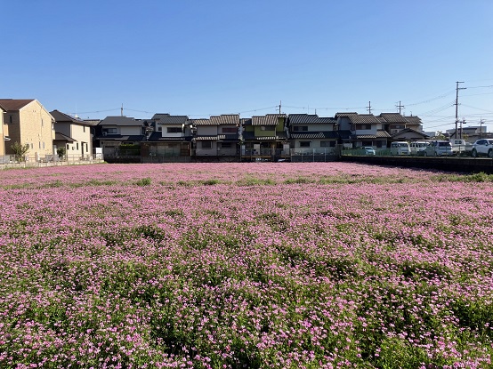 れんげ伊加賀西町.jpg