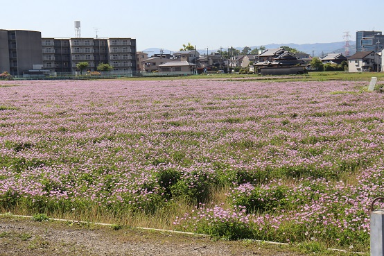 れんげ山田管内.jpg