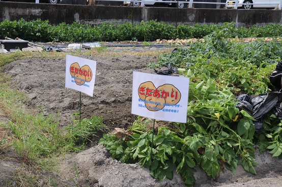 牧野支店ジャガイモ収穫03.jpg