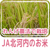 れんげ農法で栽培 JA北河内のお米